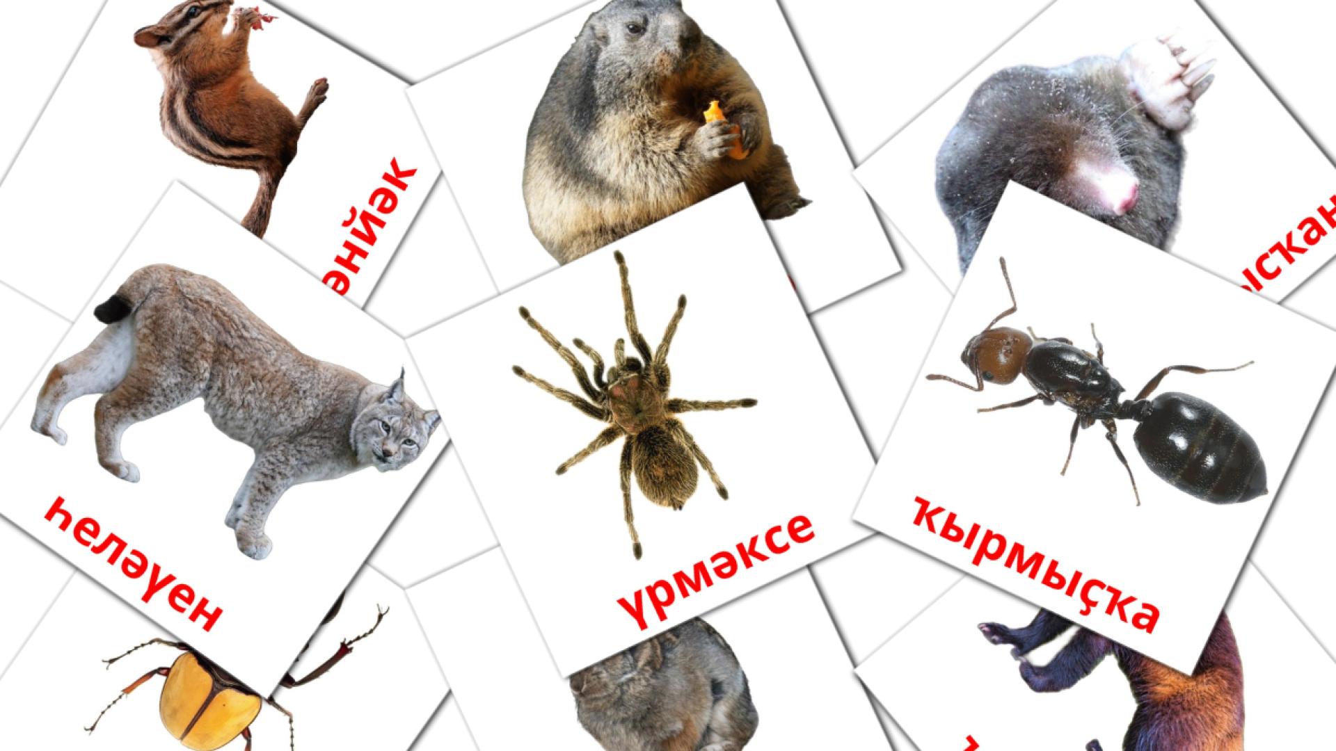 Карточки Домана Животни на башкирском языке