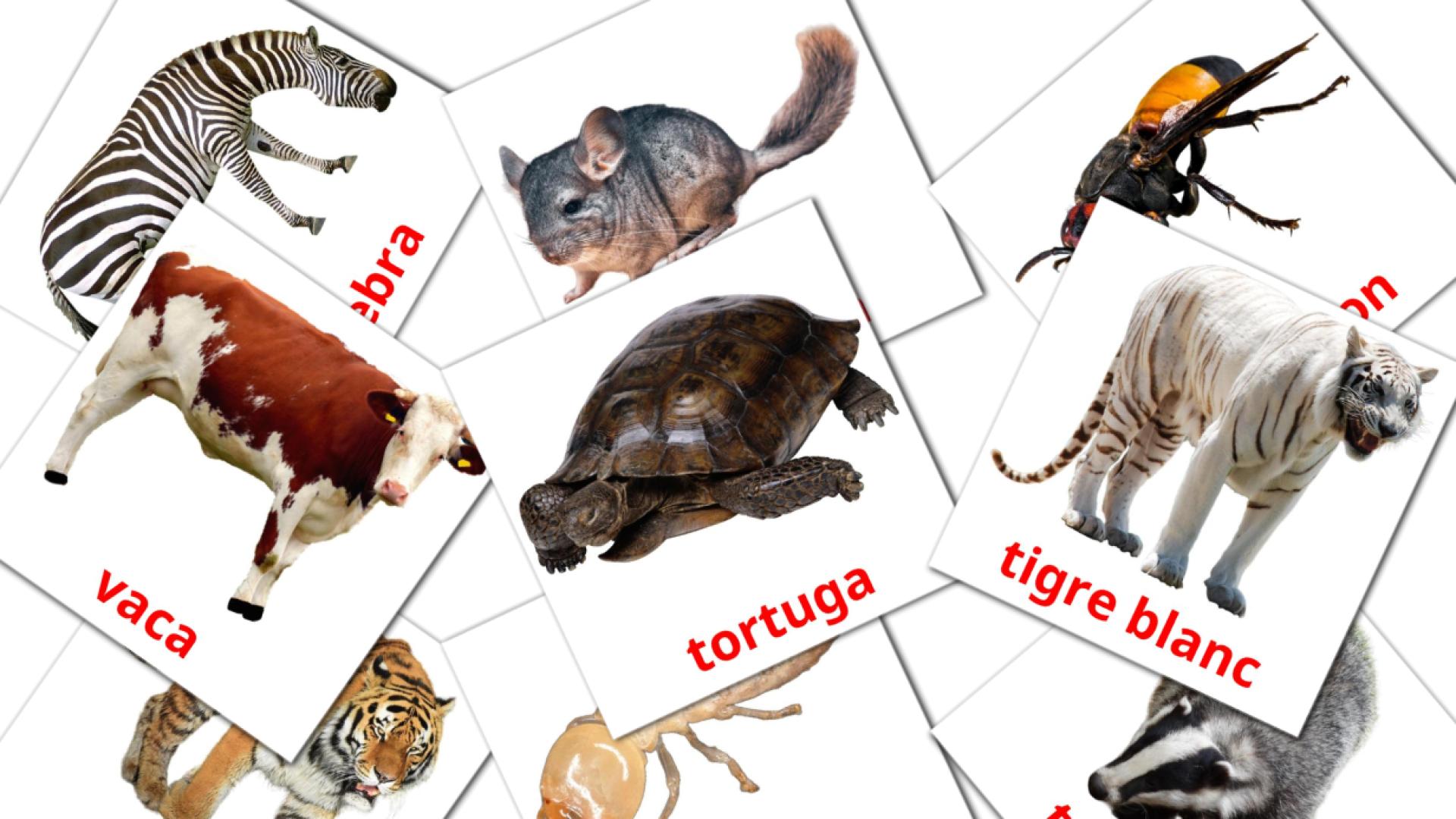 Animals Flashcards di vocabolario catalano