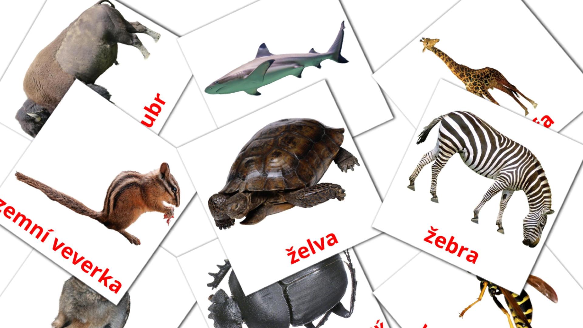 Zvířata чешском vocabulary flashcards