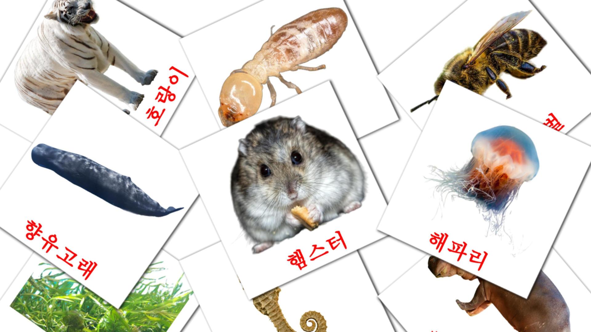 Карточки Домана 동물 на корейском языке