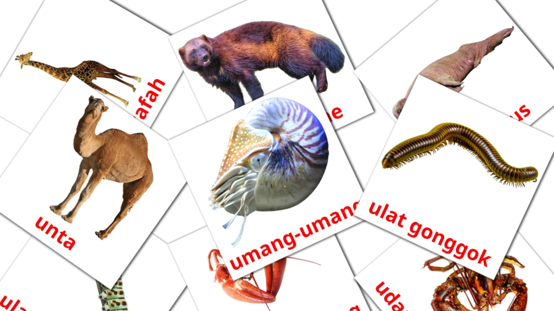 Карточки Домана Haiwan на малайском языке