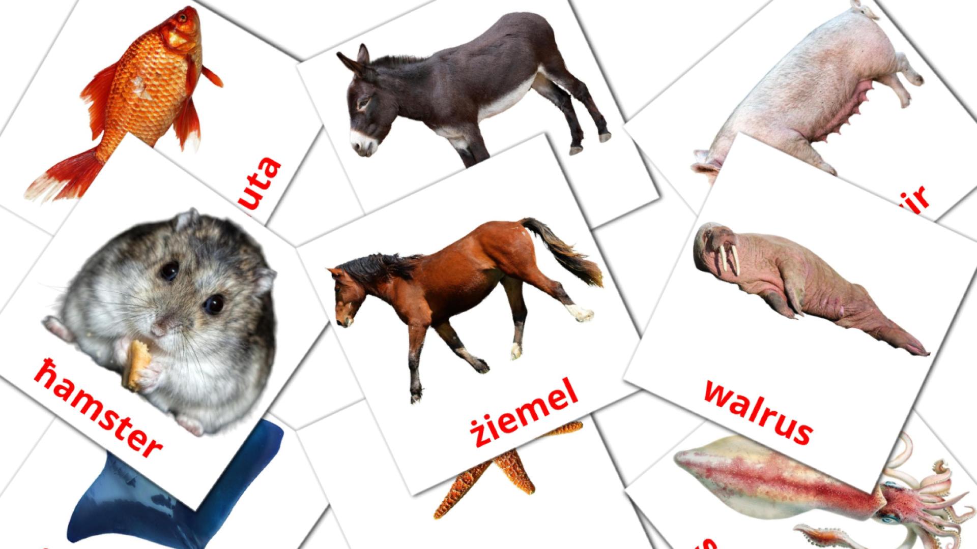 Annimali maltese vocabulary flashcards