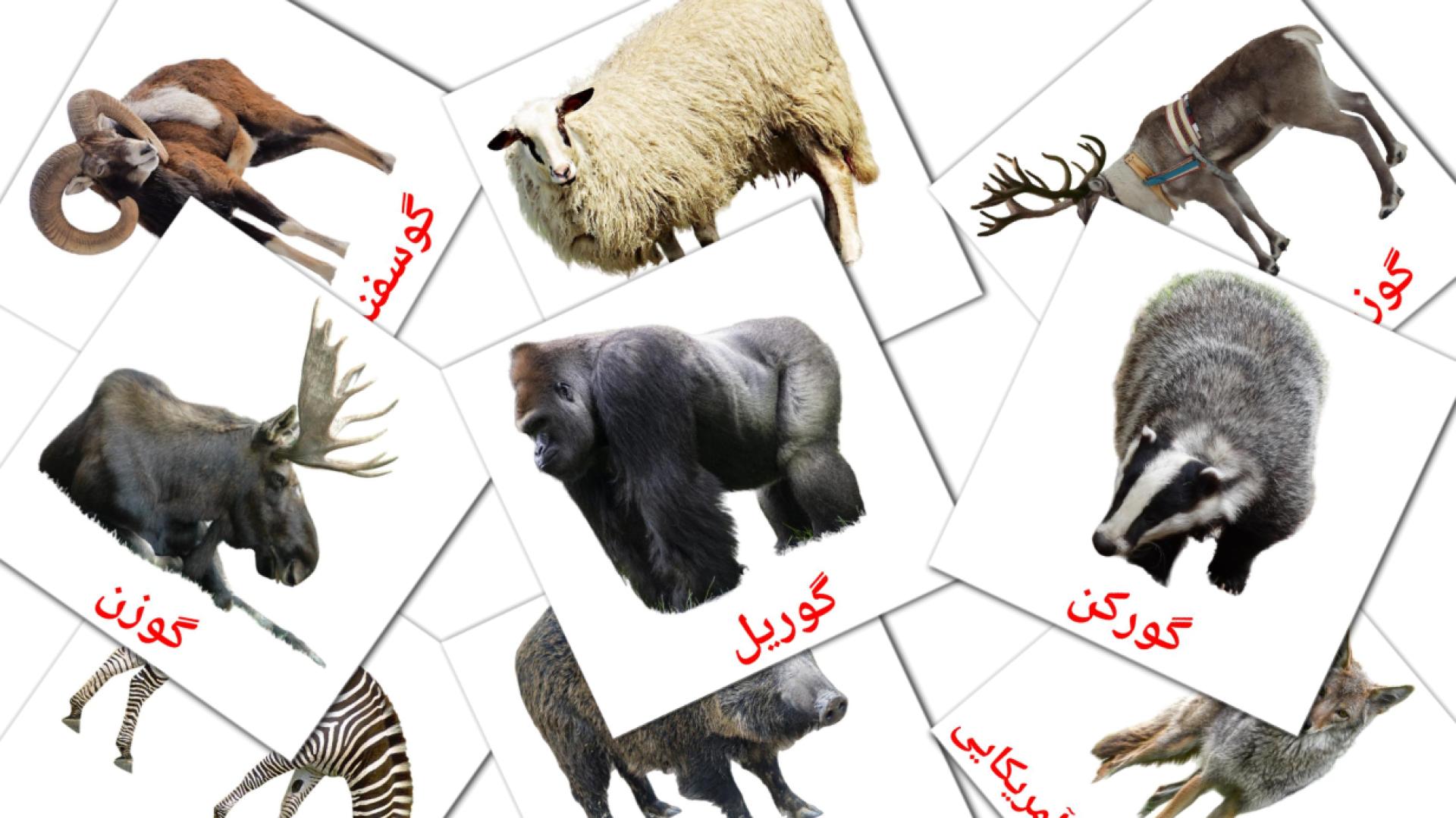 حیوانات persian vocabulary flashcards