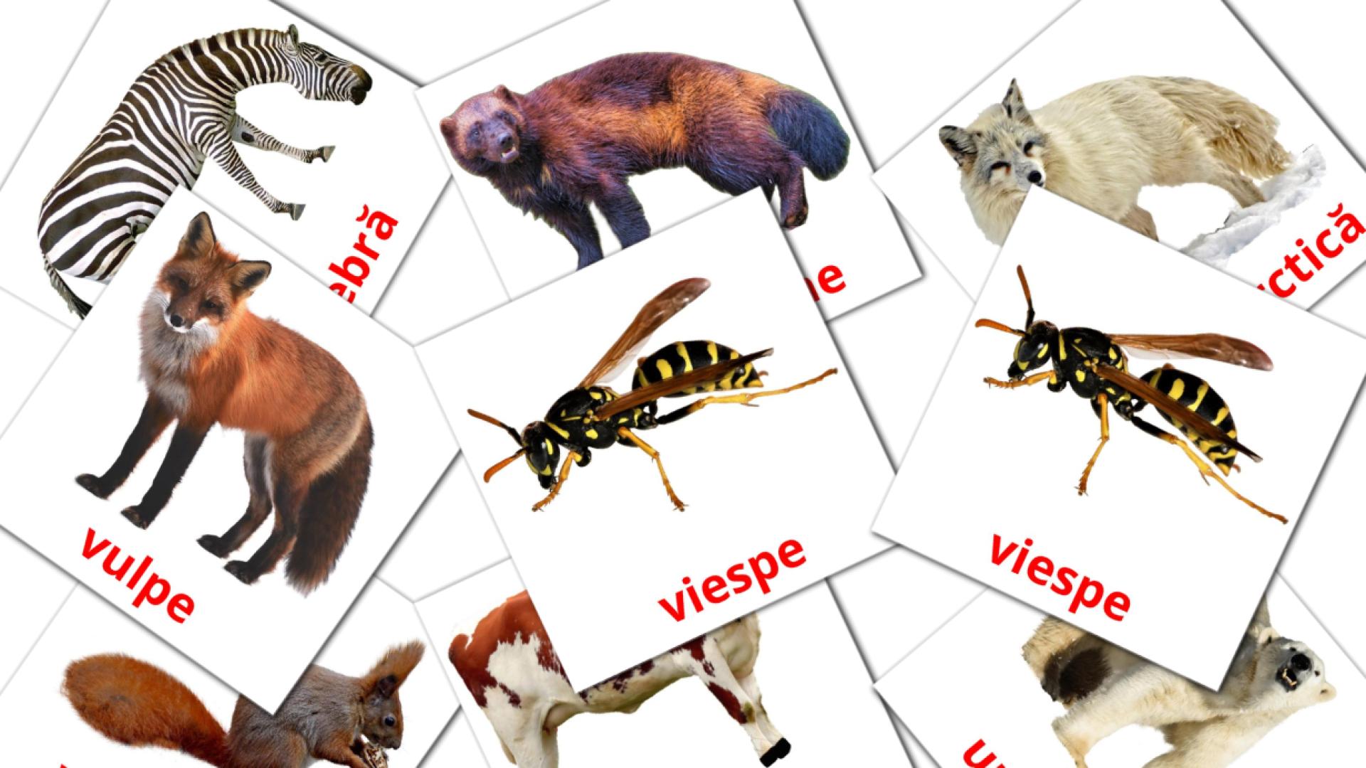 Animale romanian vocabulary flashcards
