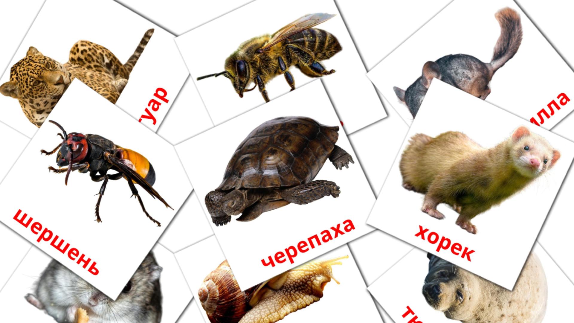 Fiches de vocabulaire russees sur Животные