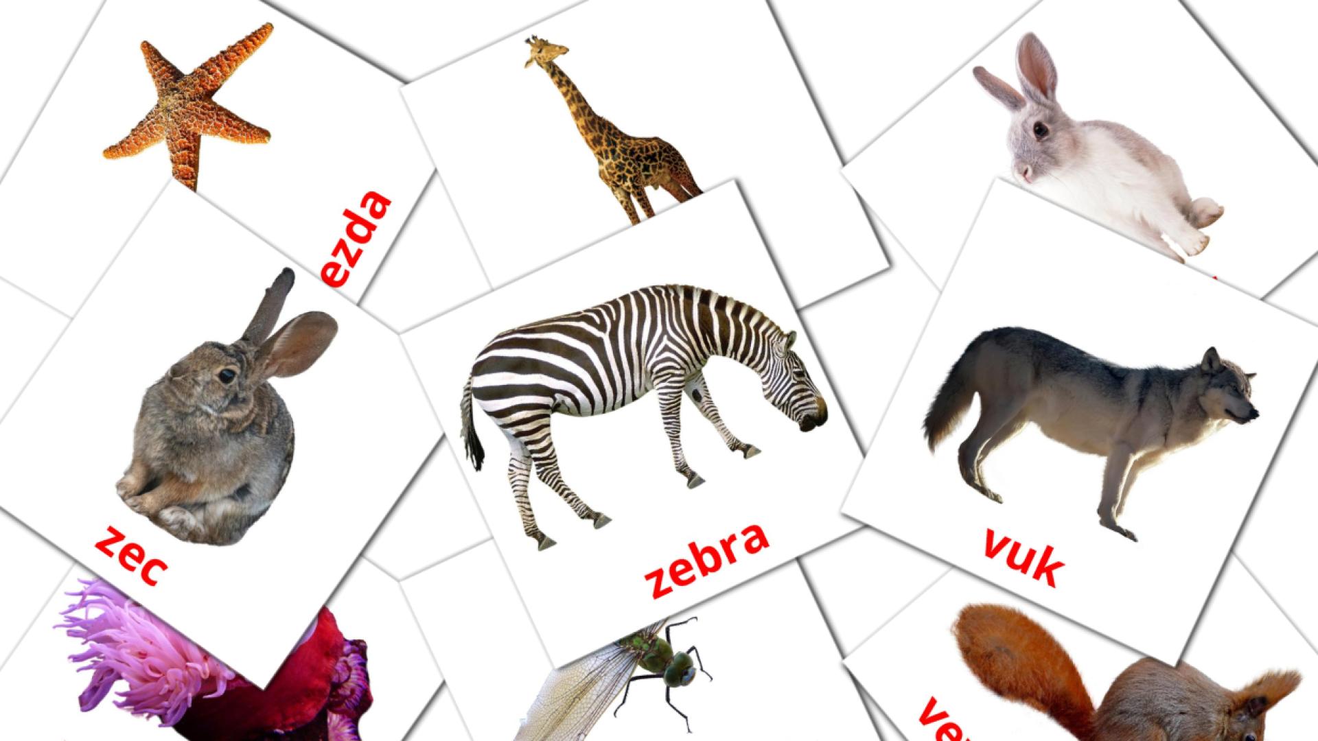 Životinje serbian vocabulary flashcards