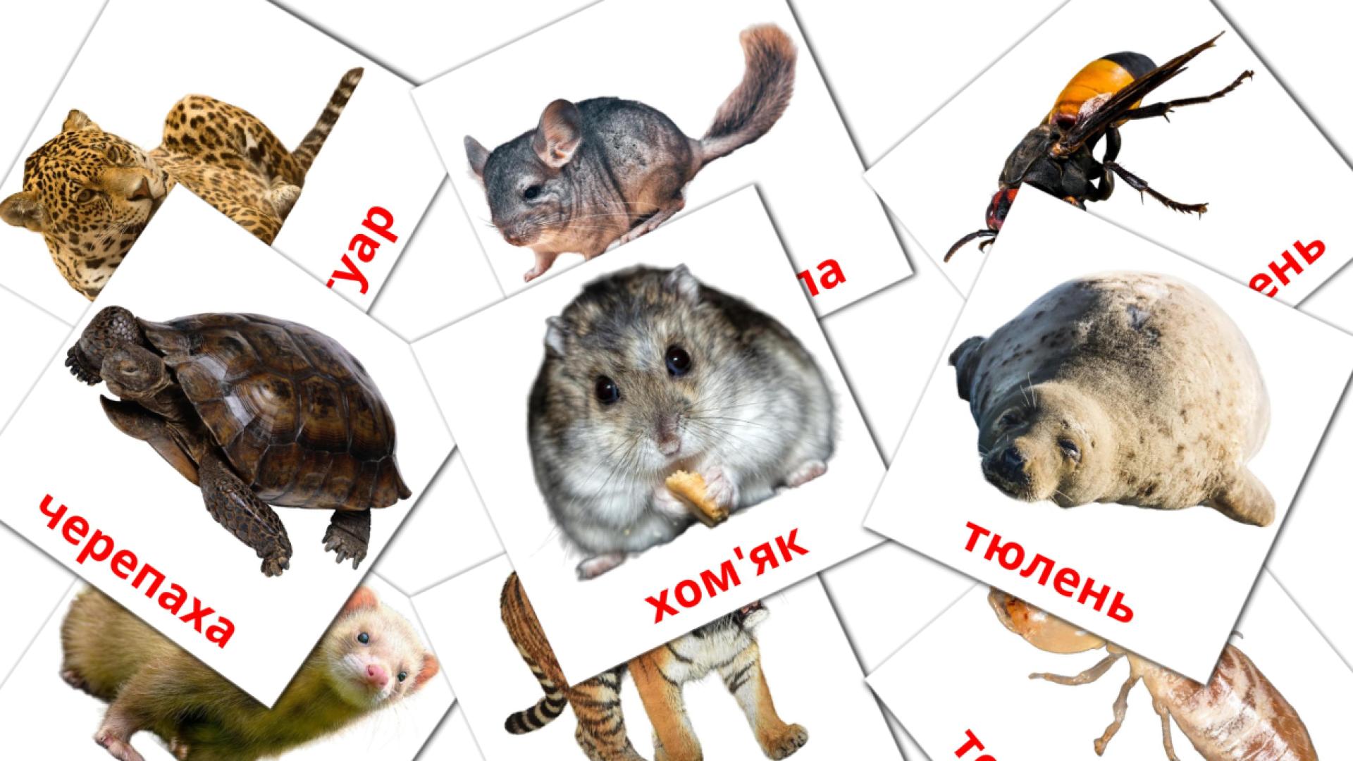 Тварини oekraïens woordenschat flashcards