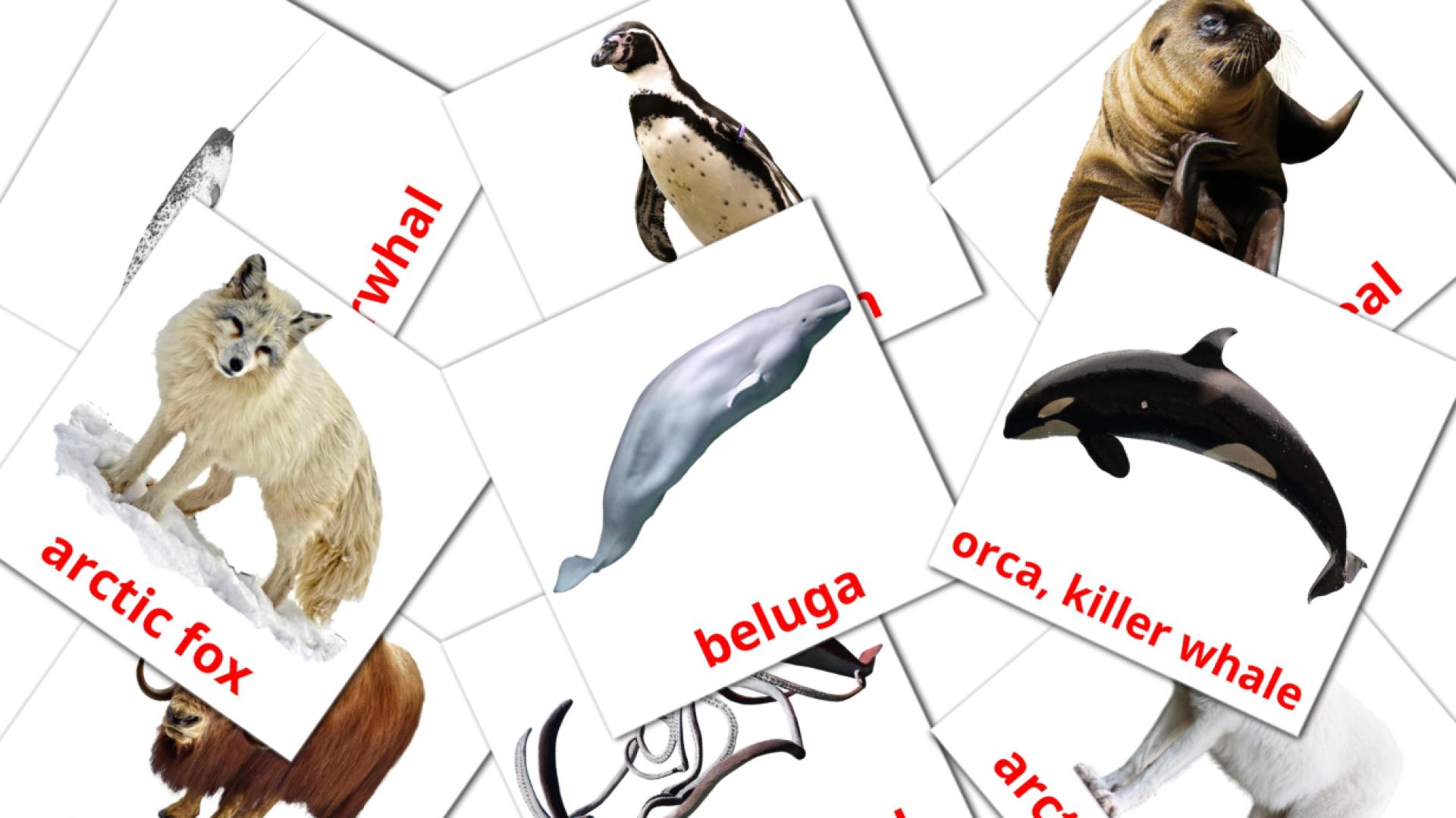 14 flashcards di Arctic animals