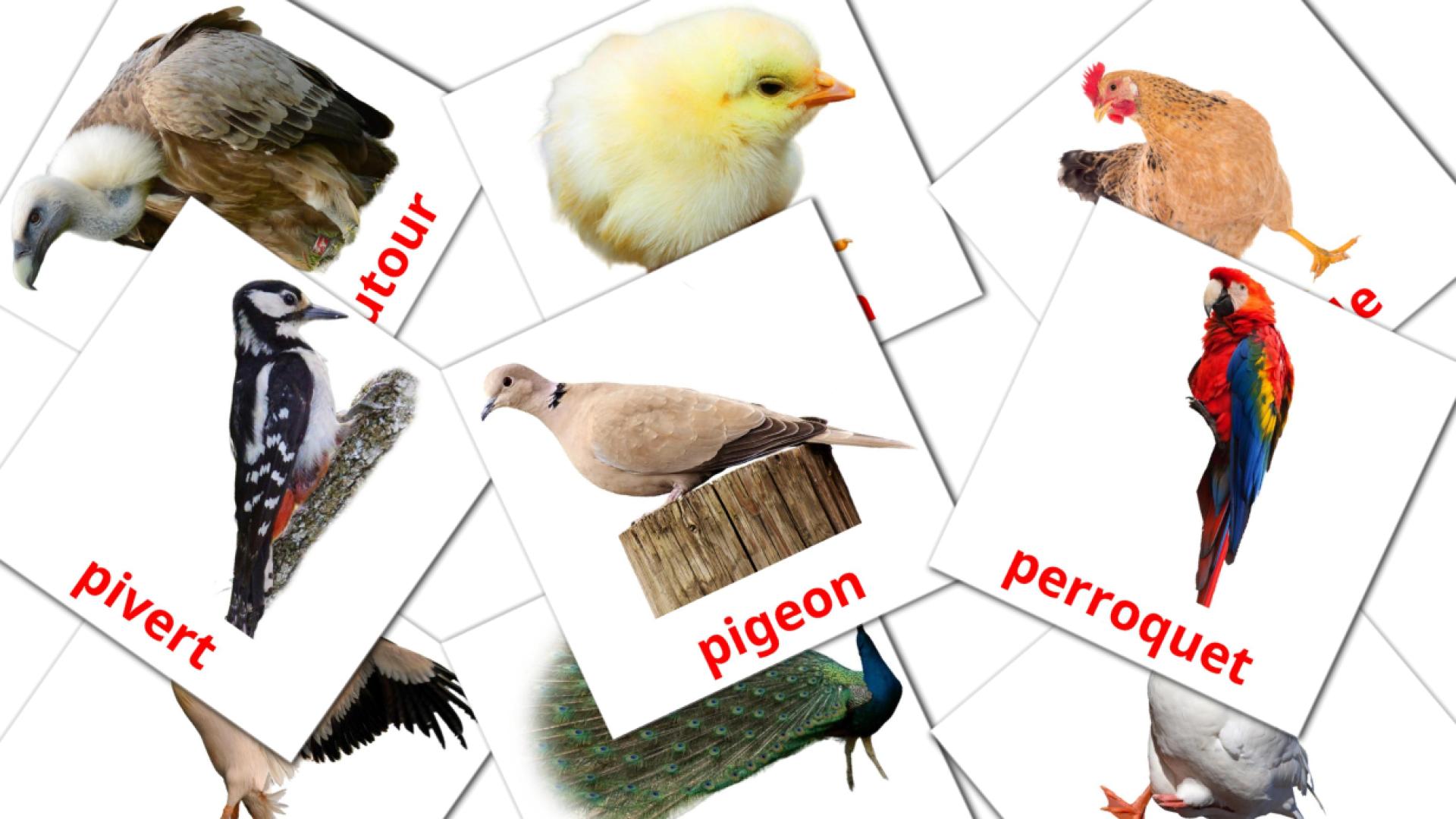 francés tarjetas de vocabulario en Oiseaux