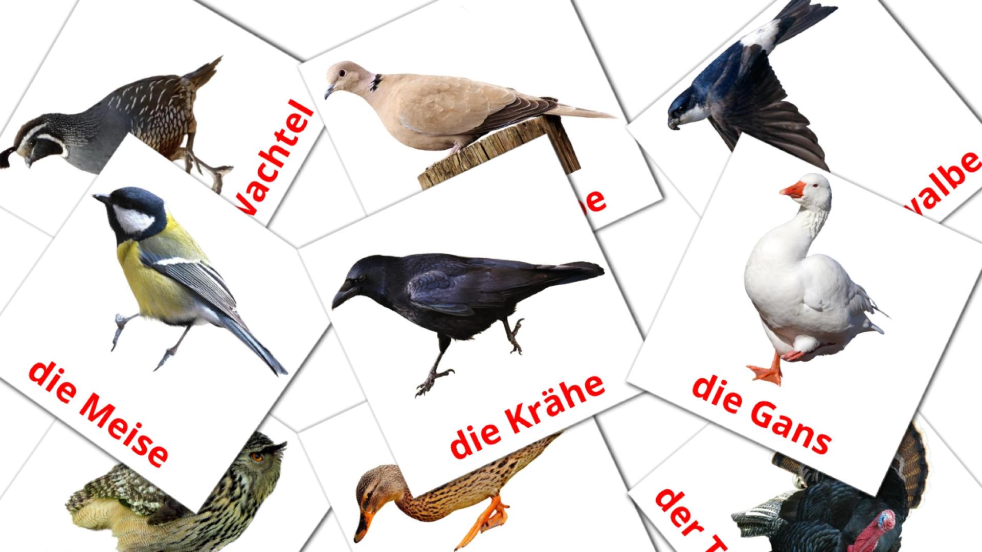 Amharische Vögele Vokabelkarteikarten