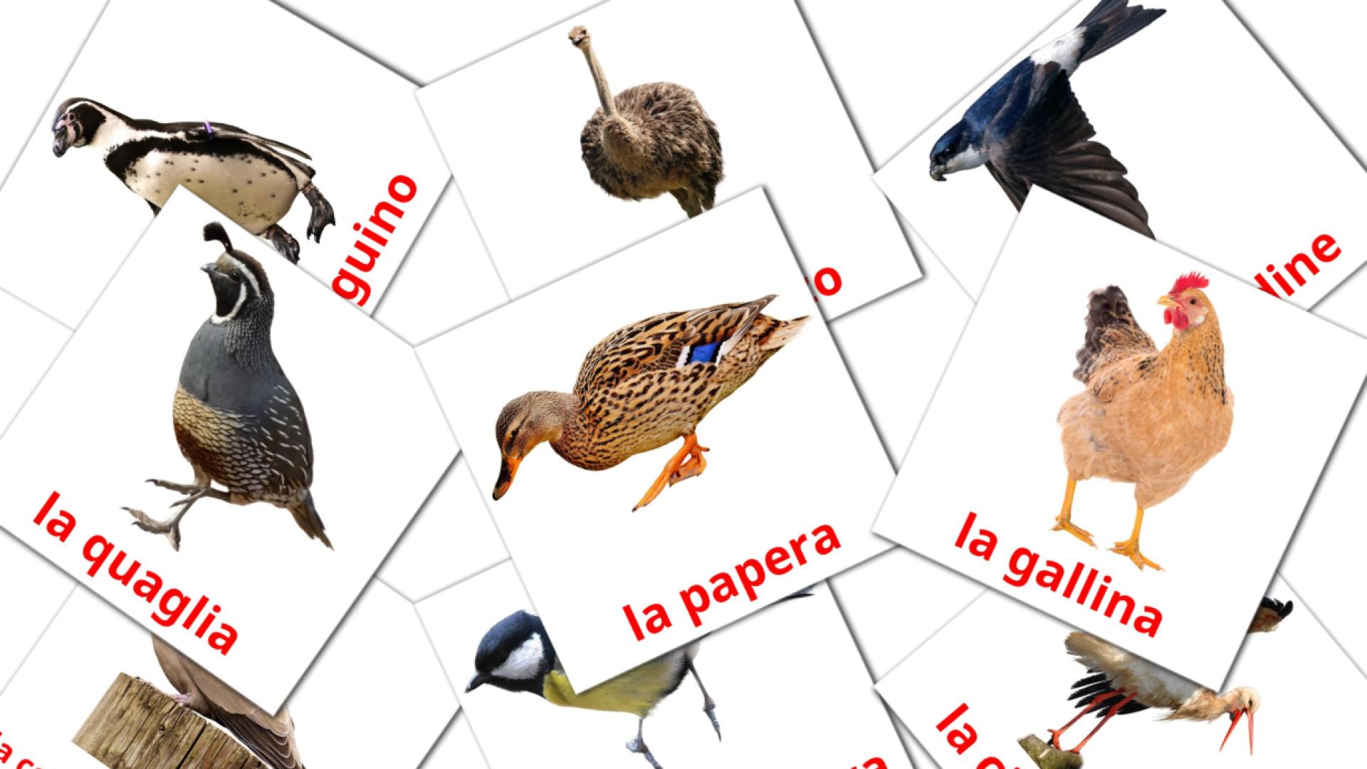 Uccelli Flashcards di vocabolario gallese