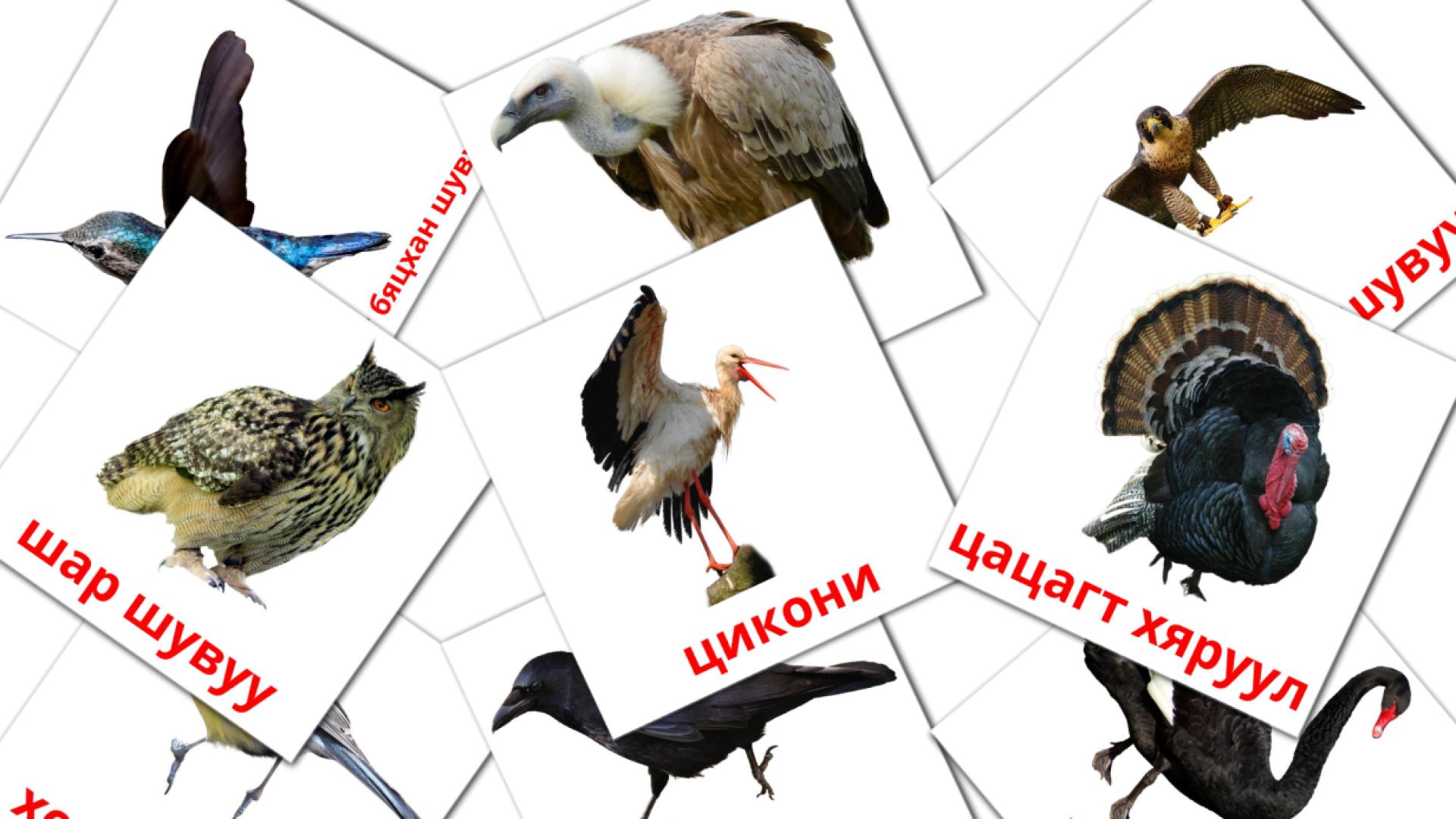 Шувууд Flashcards di vocabolario mongolo