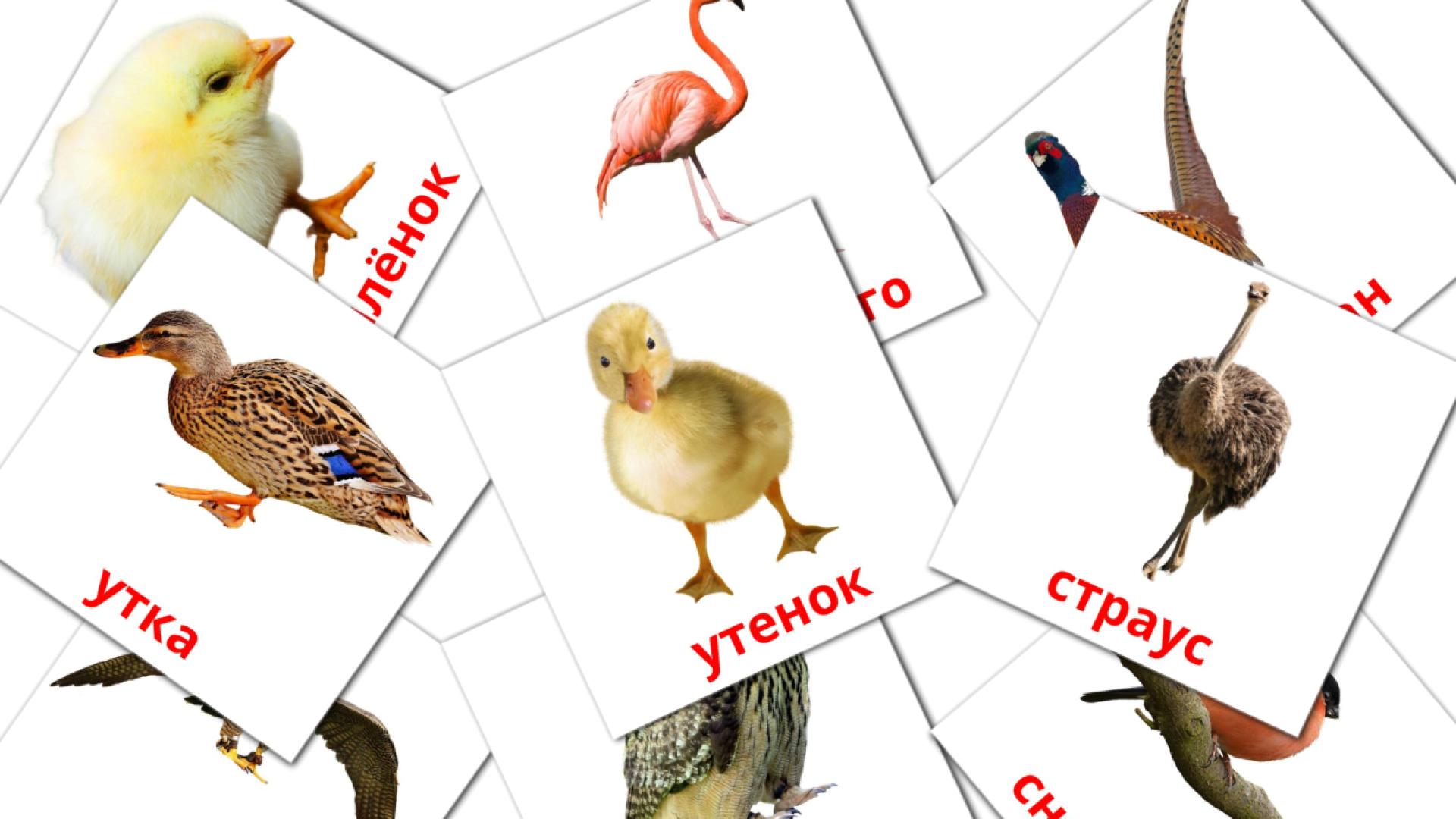 ruso tarjetas de vocabulario en Птицы