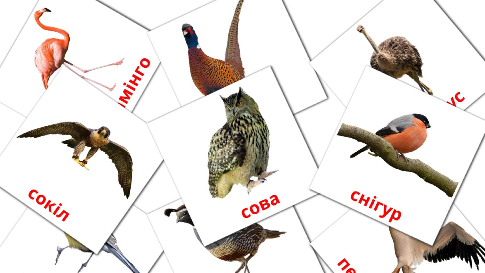 Птахи oekraïens woordenschat flashcards