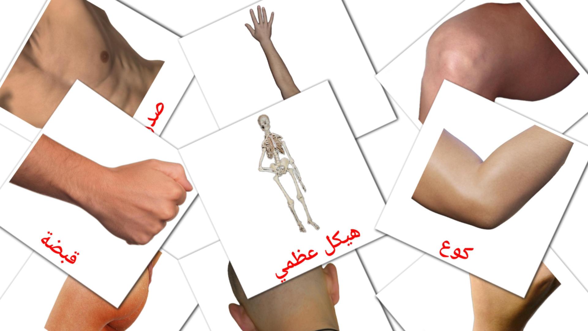 Partes do Corpo - Cartões de vocabulário árabe