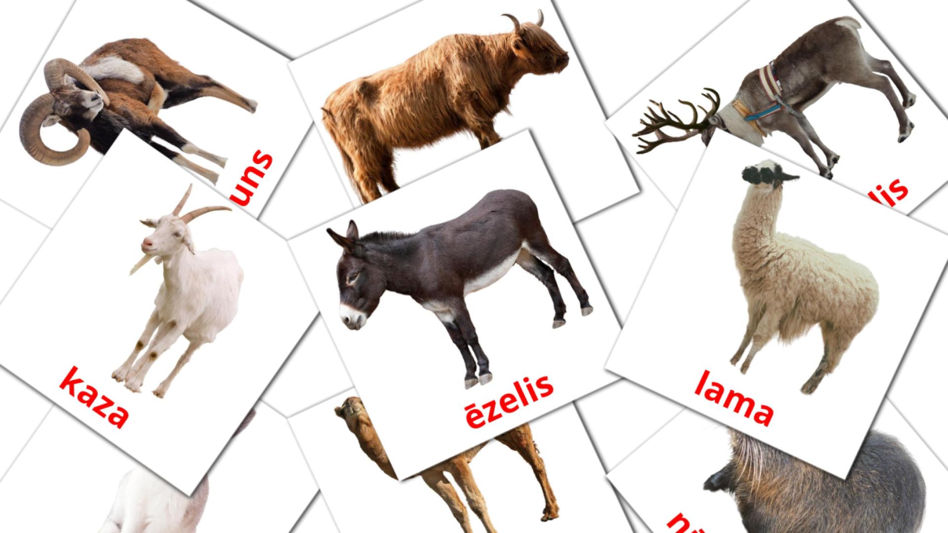 15 flashcards di Lauksaimniecības dzīvnieki