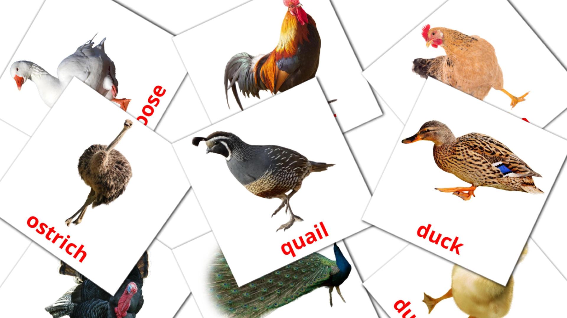 11 Bildkarten für Farm birds