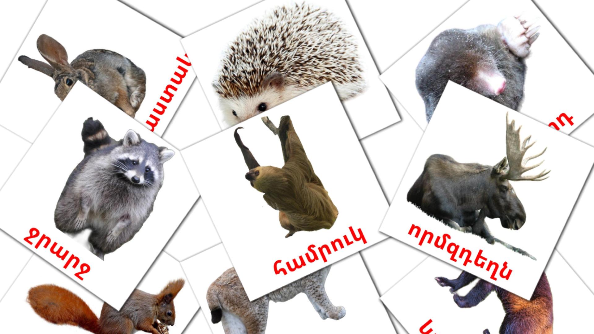 Animais da Floresta - Cartões de vocabulário armênio