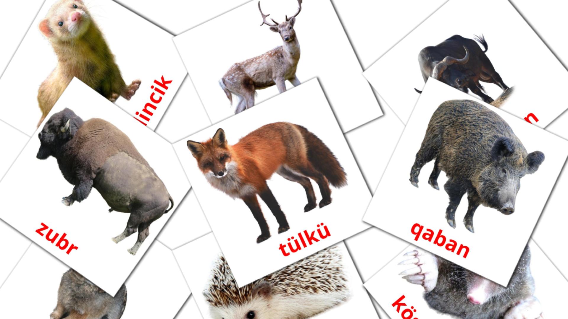 Animali della foresta - Schede di vocabolario azerbaijani
