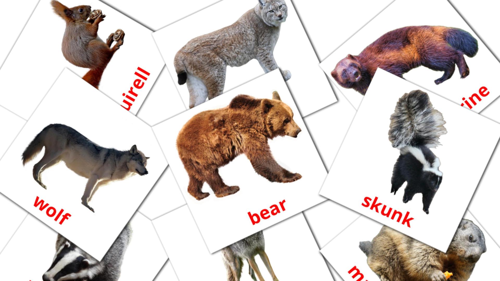 Лесные животные - английский словарь картинок