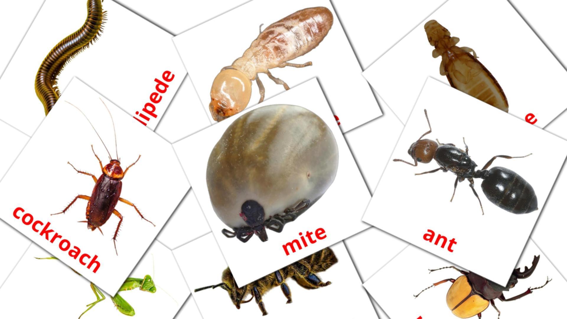 23 Bildkarten für Insects