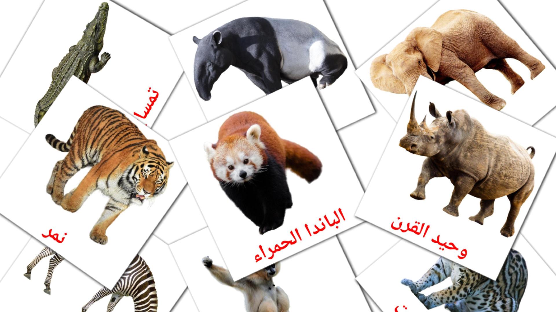 Animales de la Selva - tarjetas de vocabulario en árabe