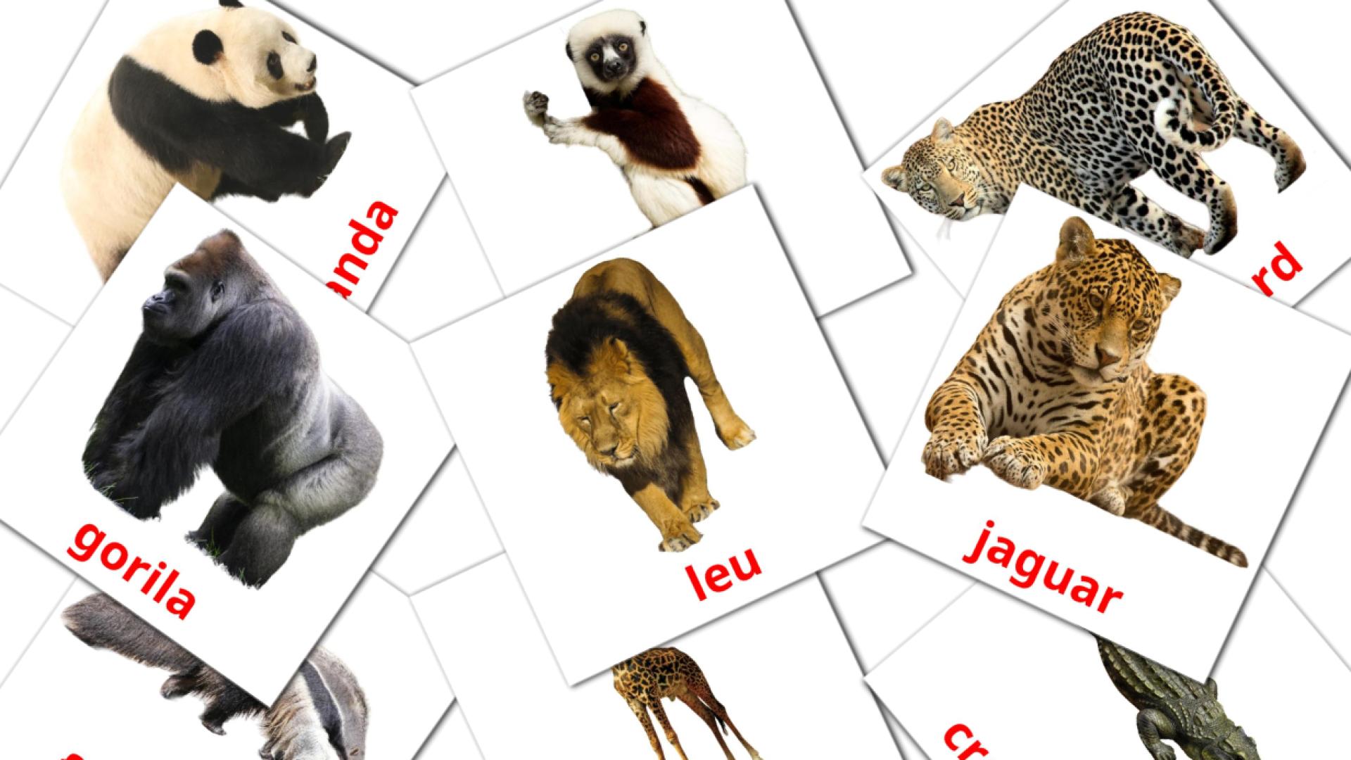 21 flashcards di Animale din junglă
