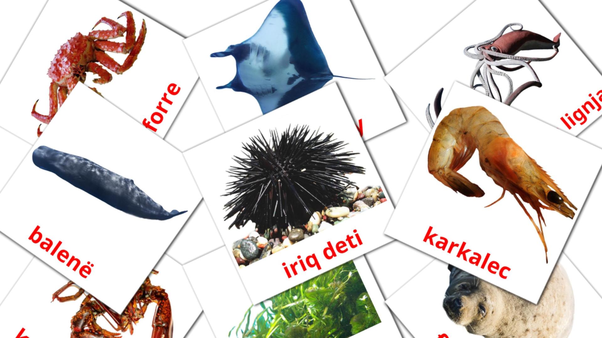 29 Bildkarten für Kafshët e detit