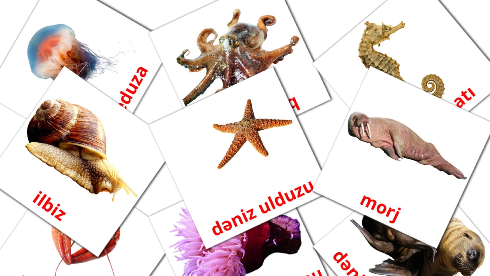 Морские животные - азербайджанский словарь картинок