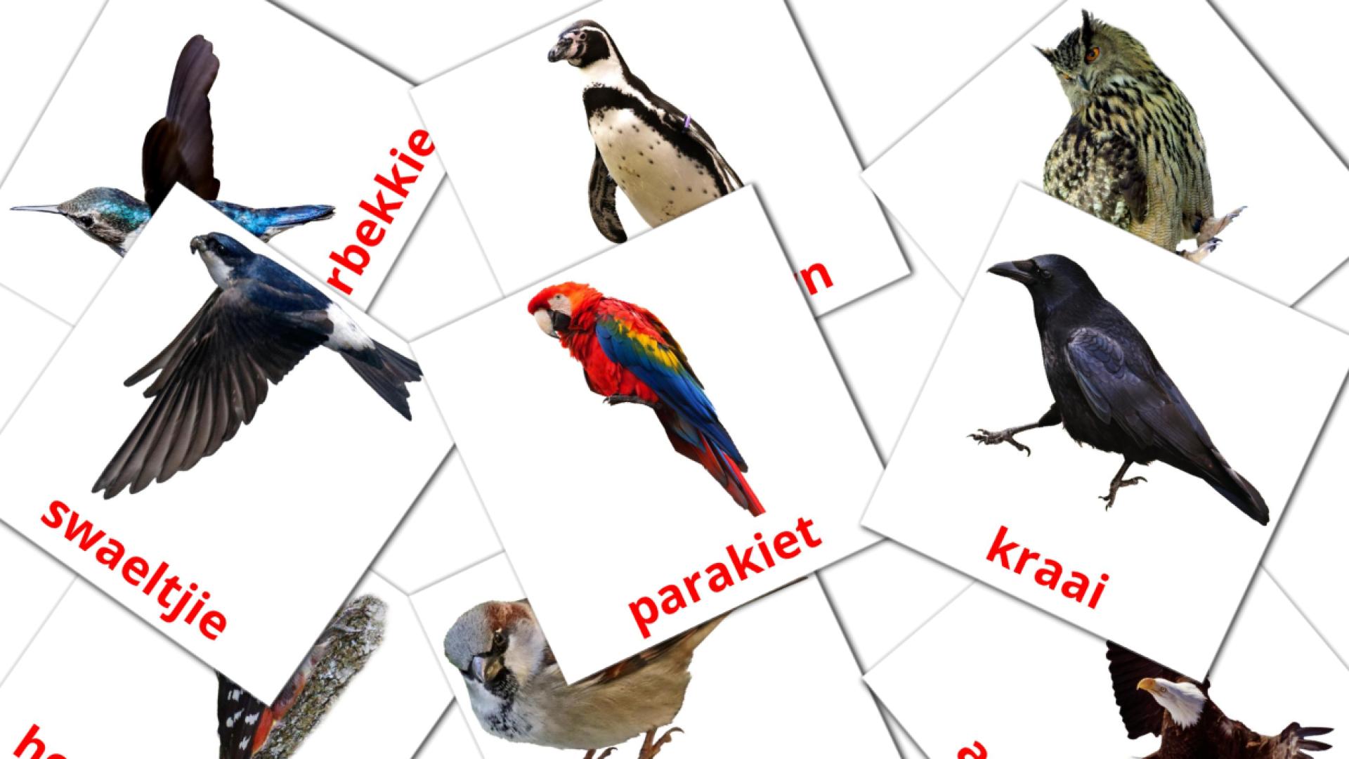 Pájaros salvajes - tarjetas de vocabulario en afrikáans