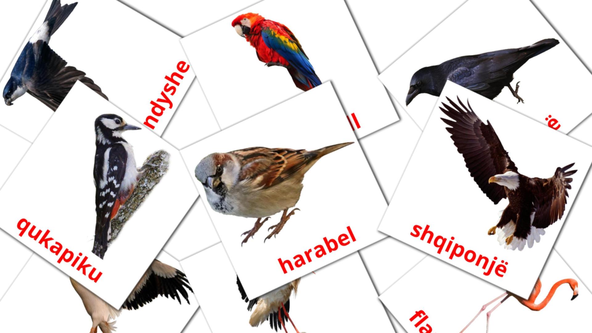 Pájaros salvajes - tarjetas de vocabulario en albanés