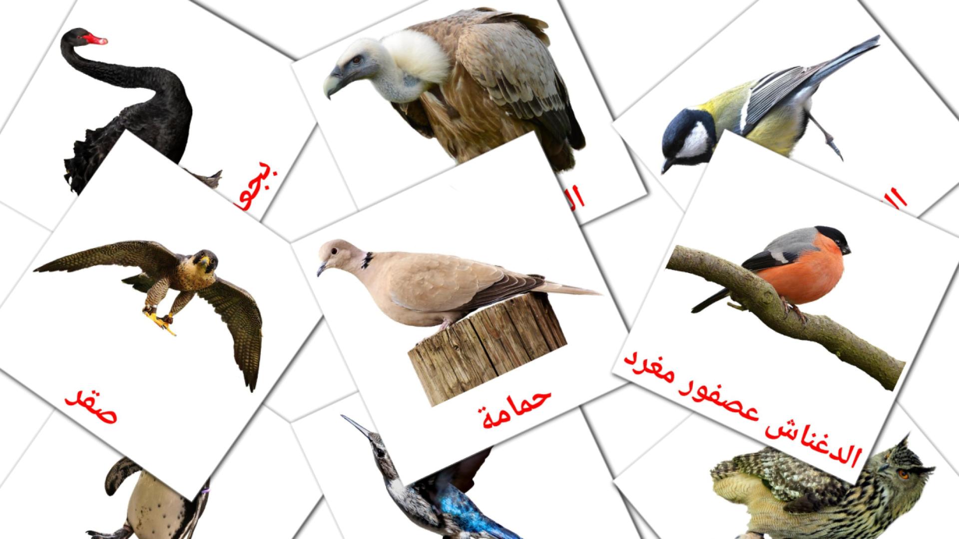 18 flashcards di  ةحراج رويط