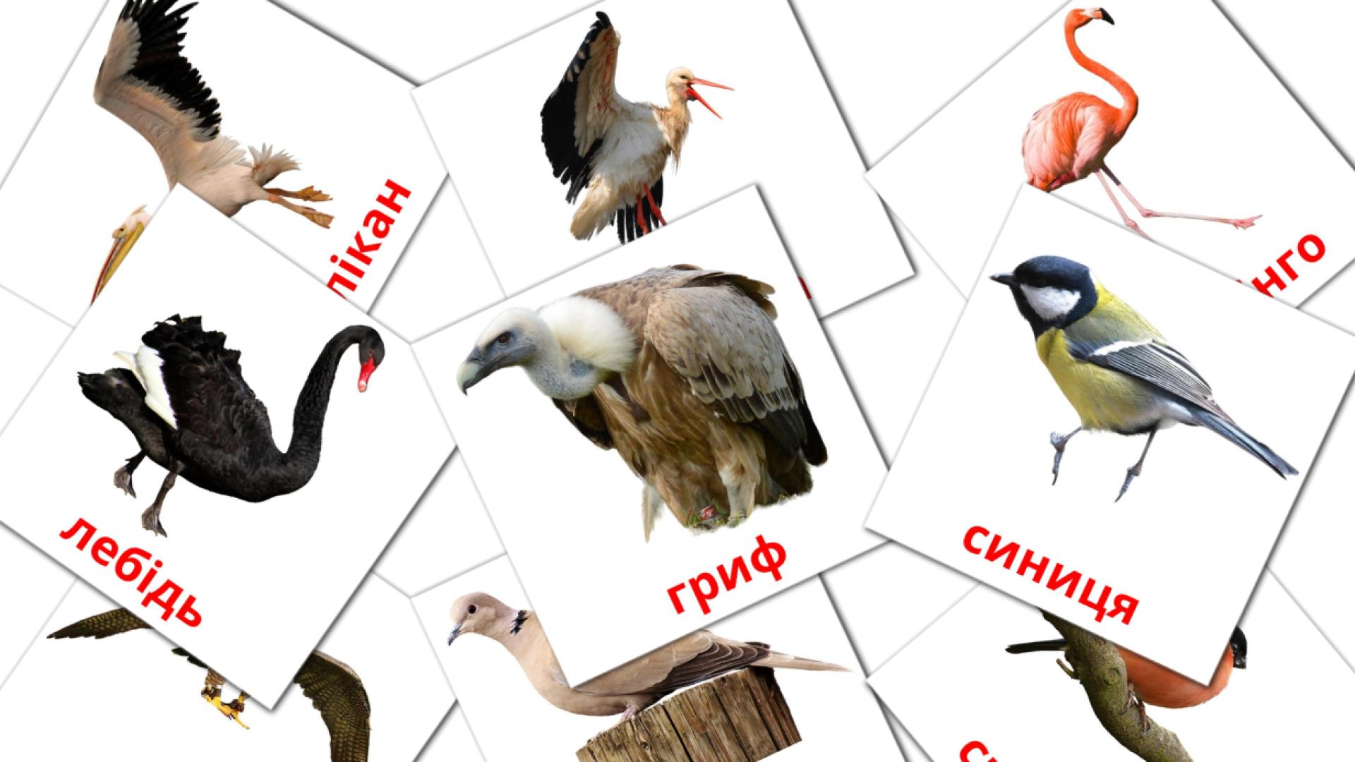 18 flashcards di Дикі птахи
