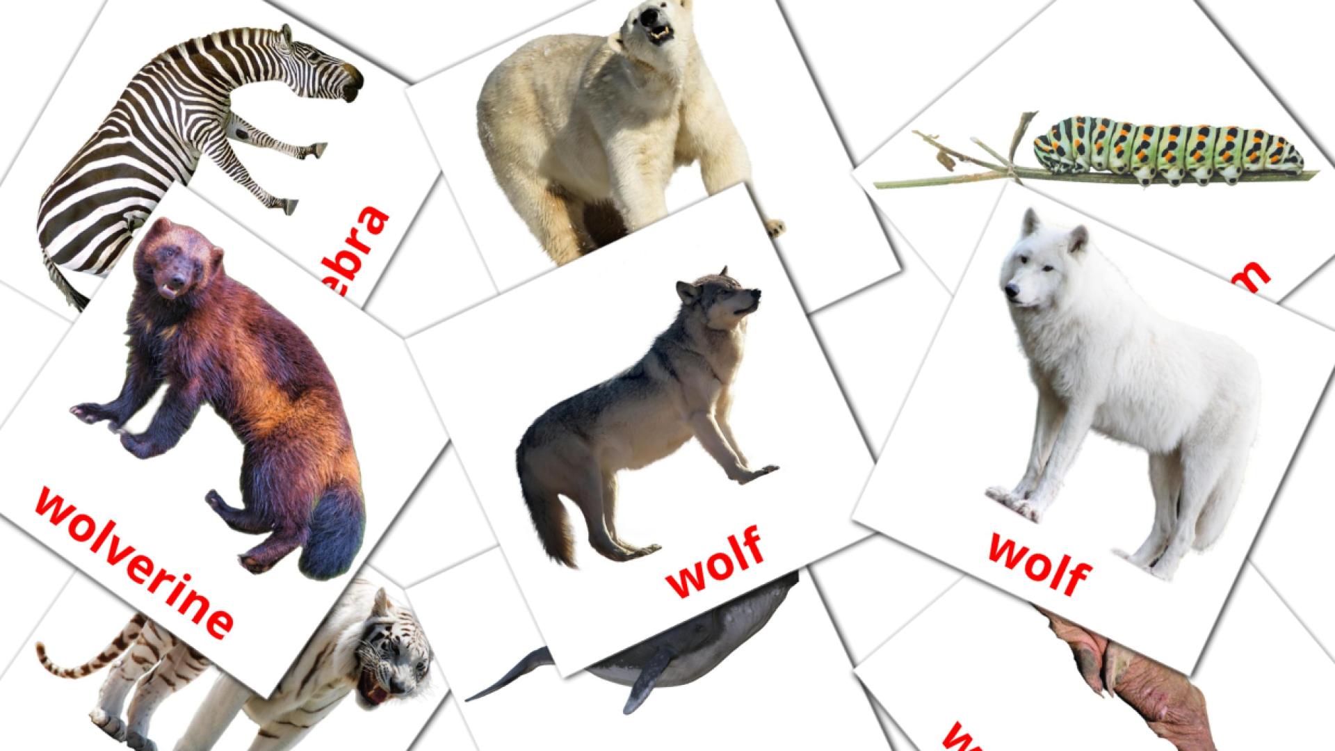 Diere afrikaans vocabulary flashcards