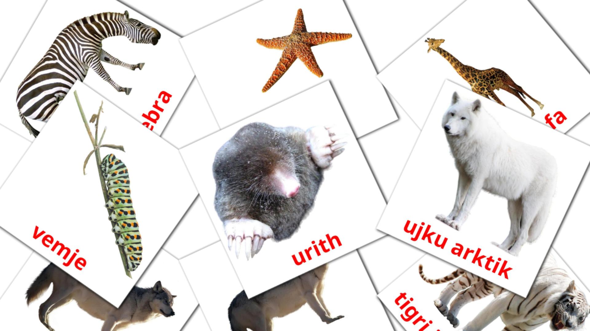 albanés tarjetas de vocabulario en Kafshët