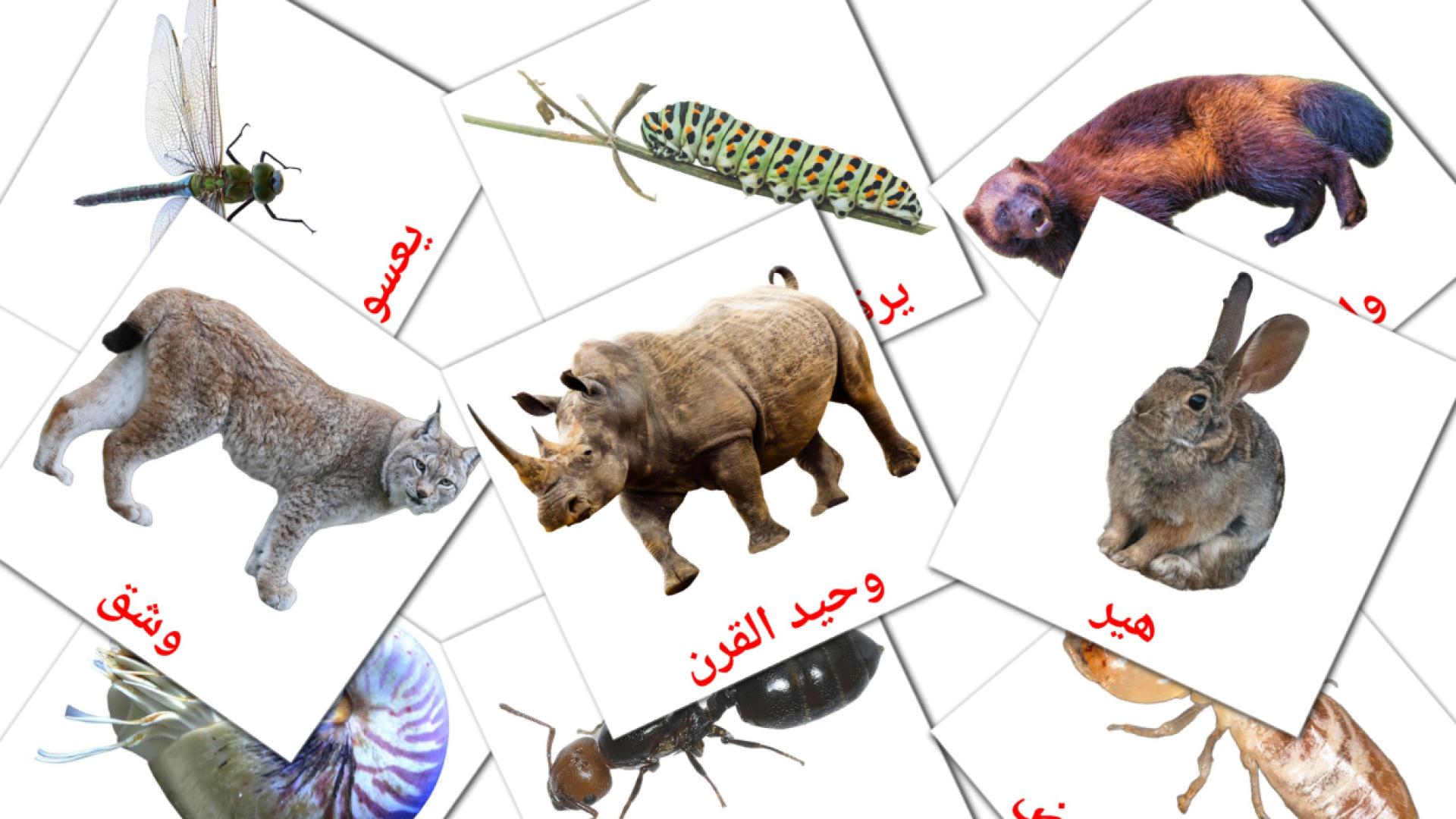 Fiches de vocabulaire arabees sur حيوانات برية