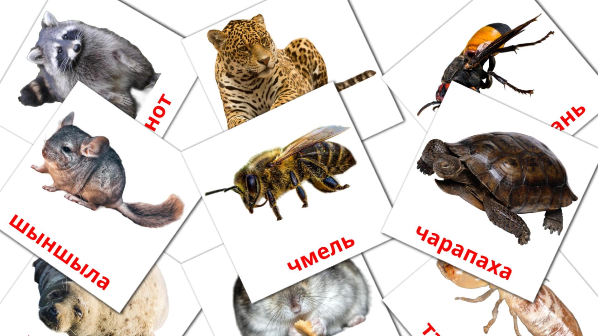 bielorruso tarjetas de vocabulario en Жывёлы