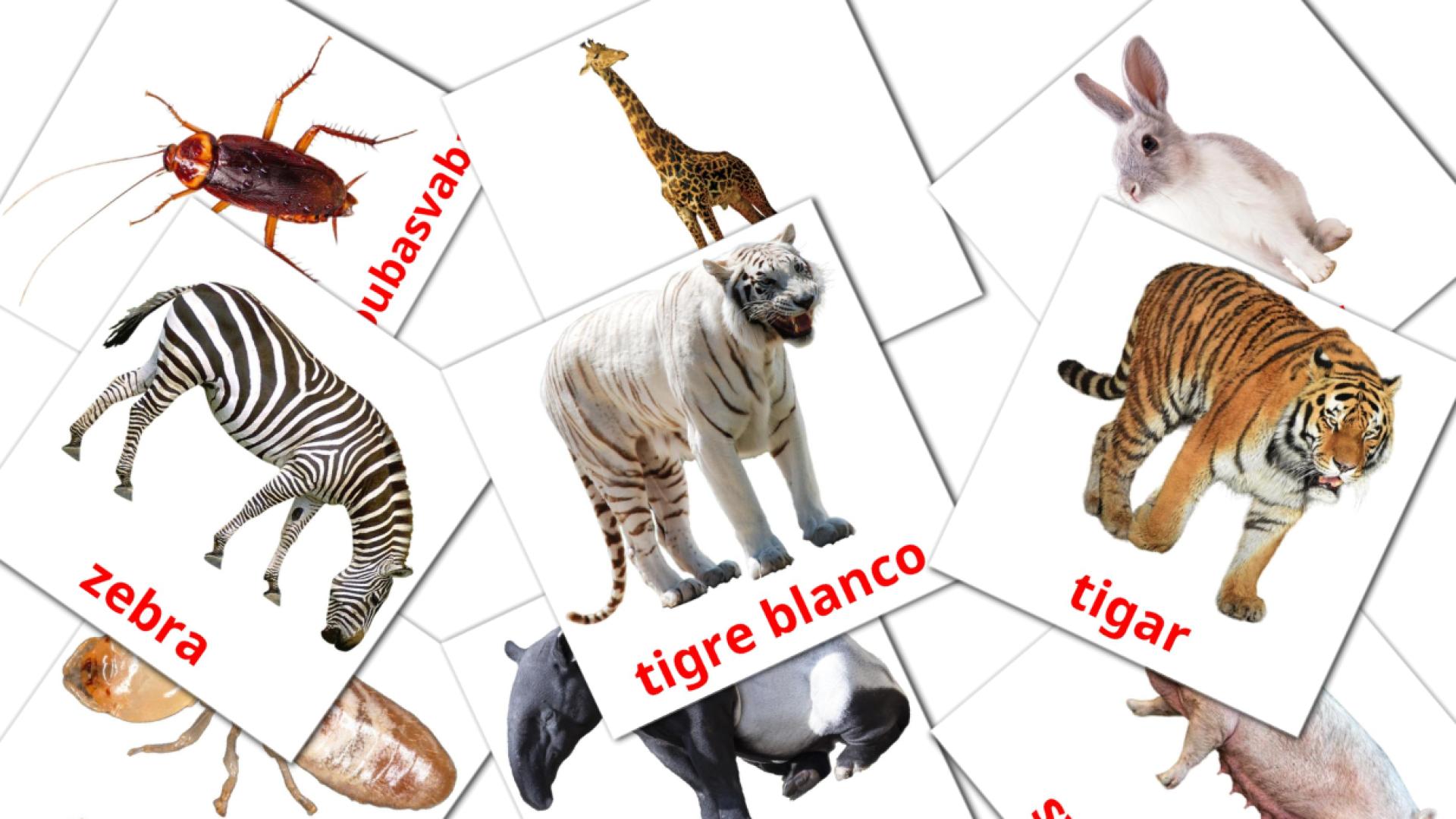 bosnio tarjetas de vocabulario en životinje