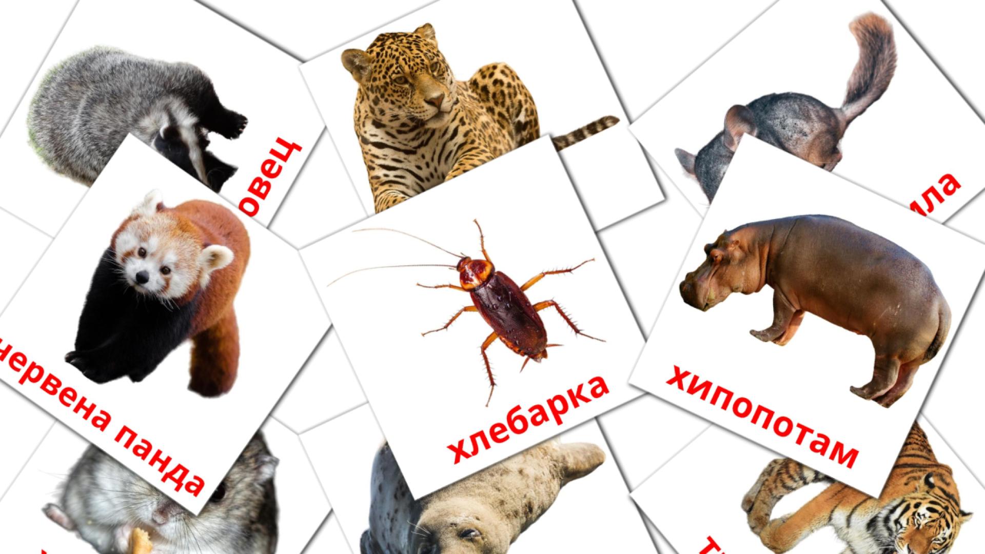 Животни bulgarian vocabulary flashcards