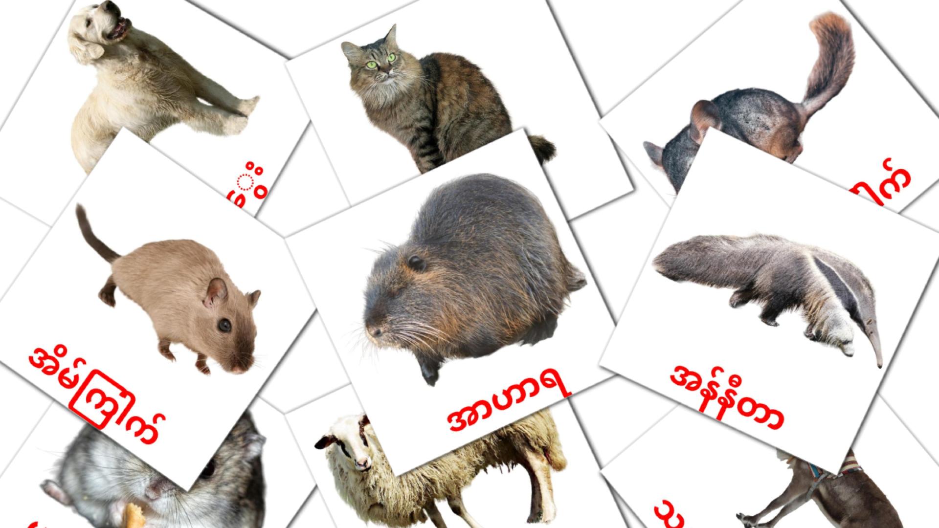 တိရစ္ဆာန်များ Flashcards di vocabolario birmano
