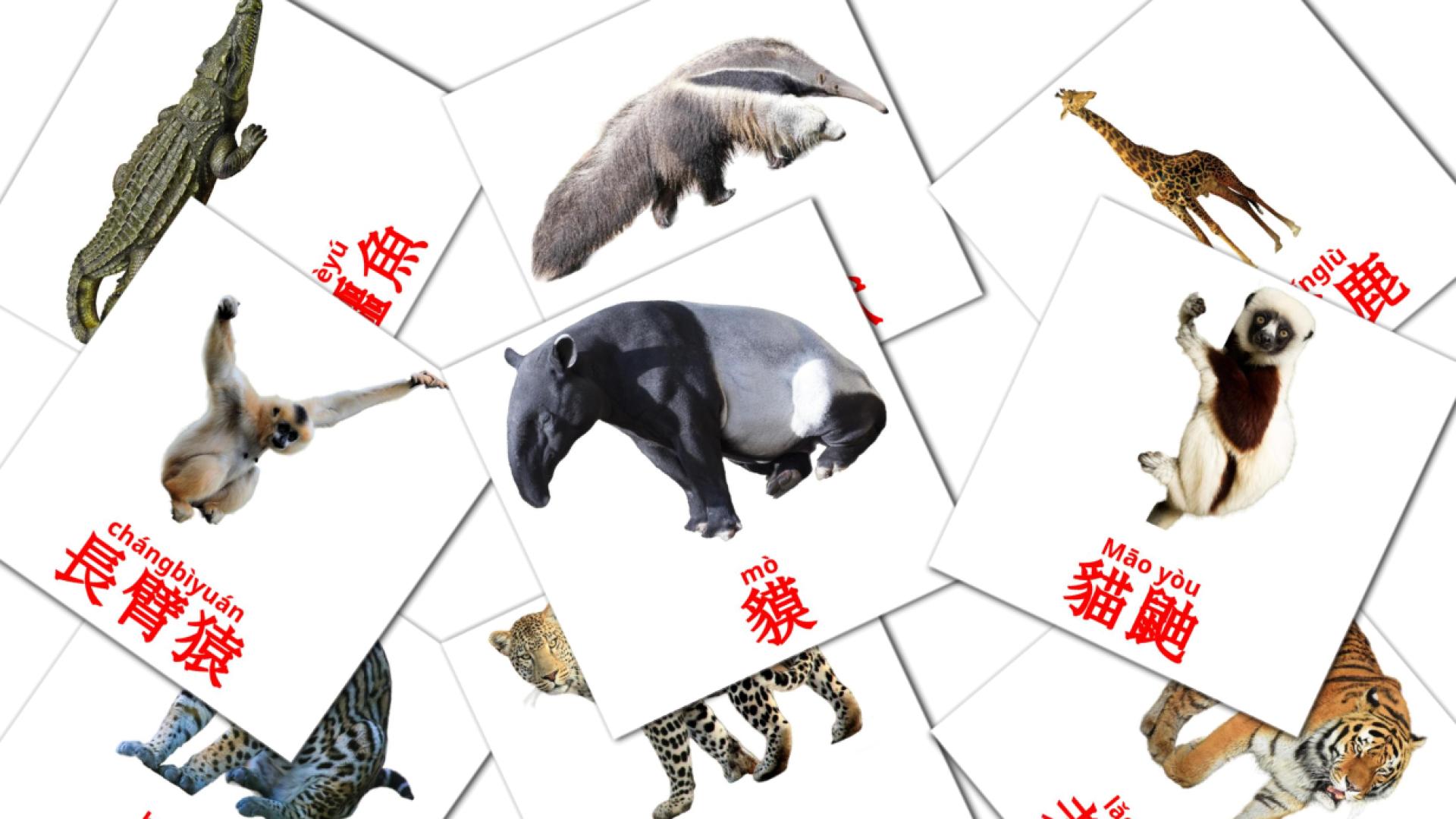 動物 cantonese(Colloquial) vocabulary flashcards