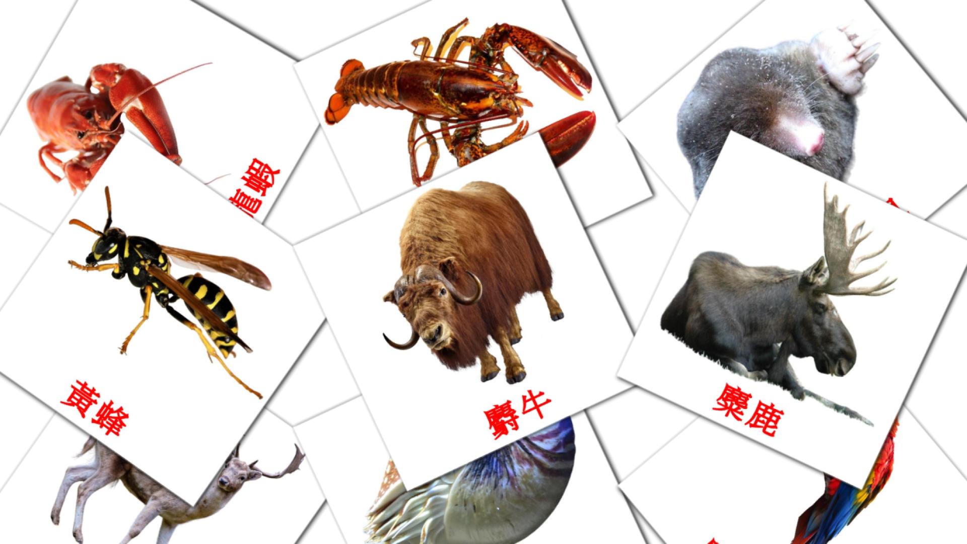 134 tarjetas didacticas de 叢林動物