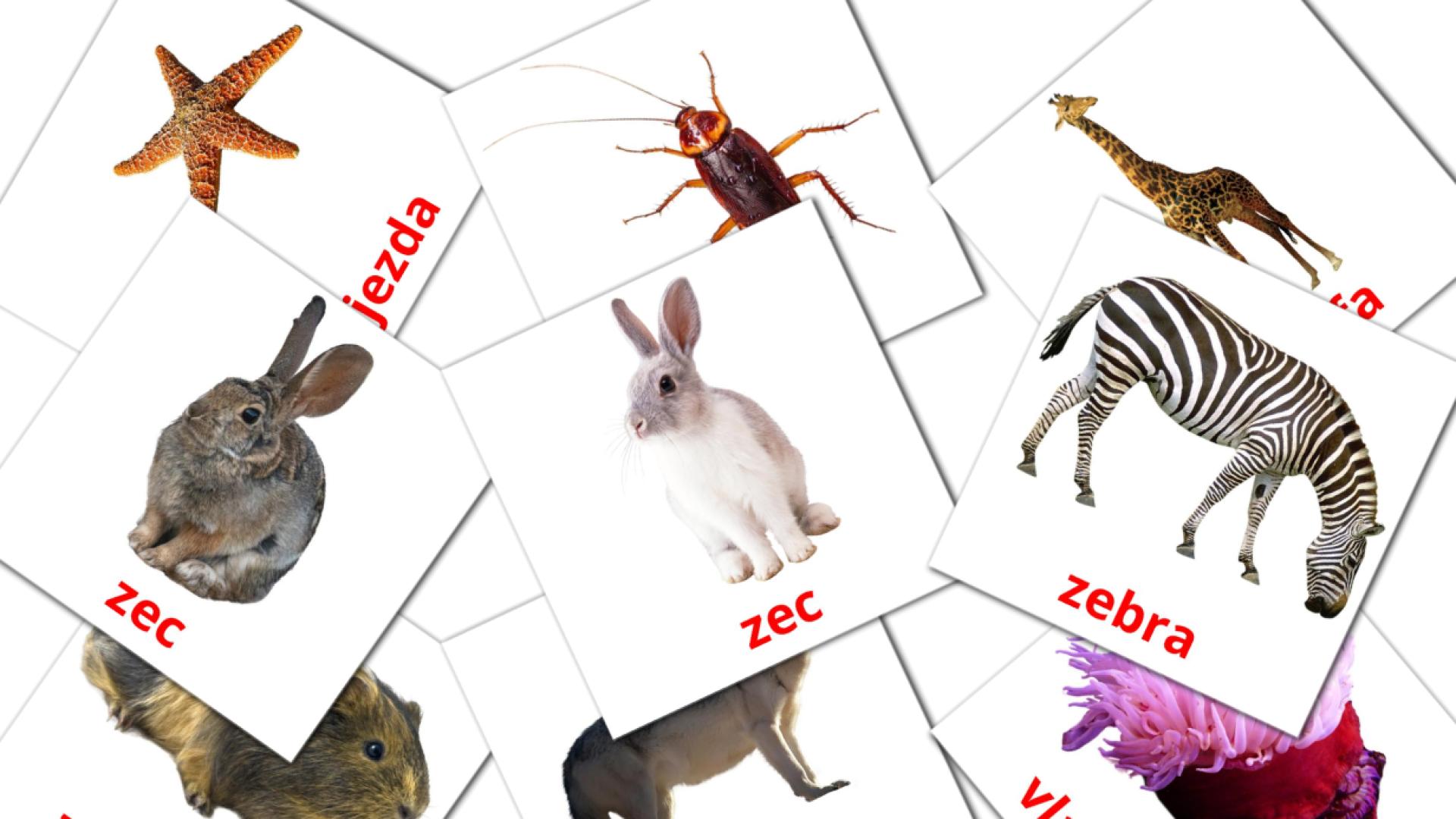 Bildkarten für Životinje