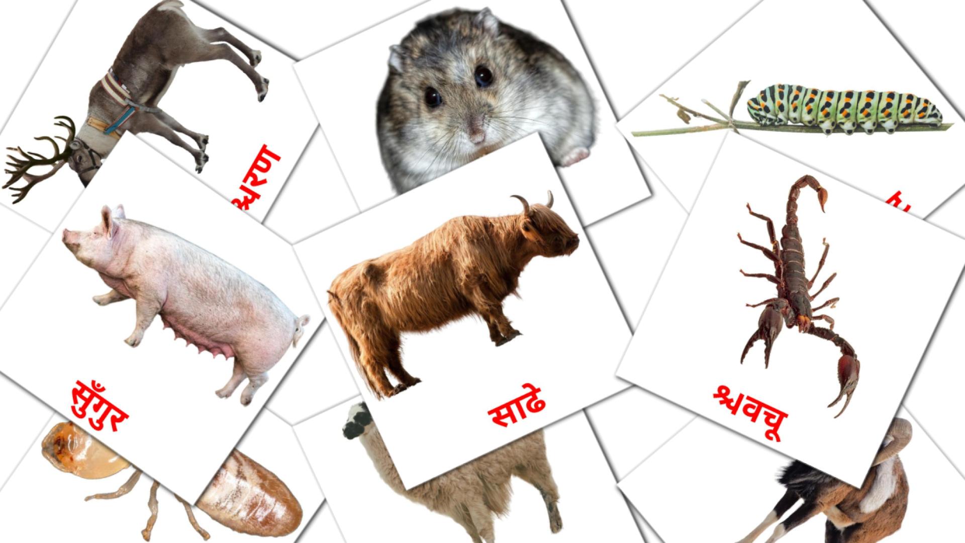 devanagari tarjetas de vocabulario en जानवर