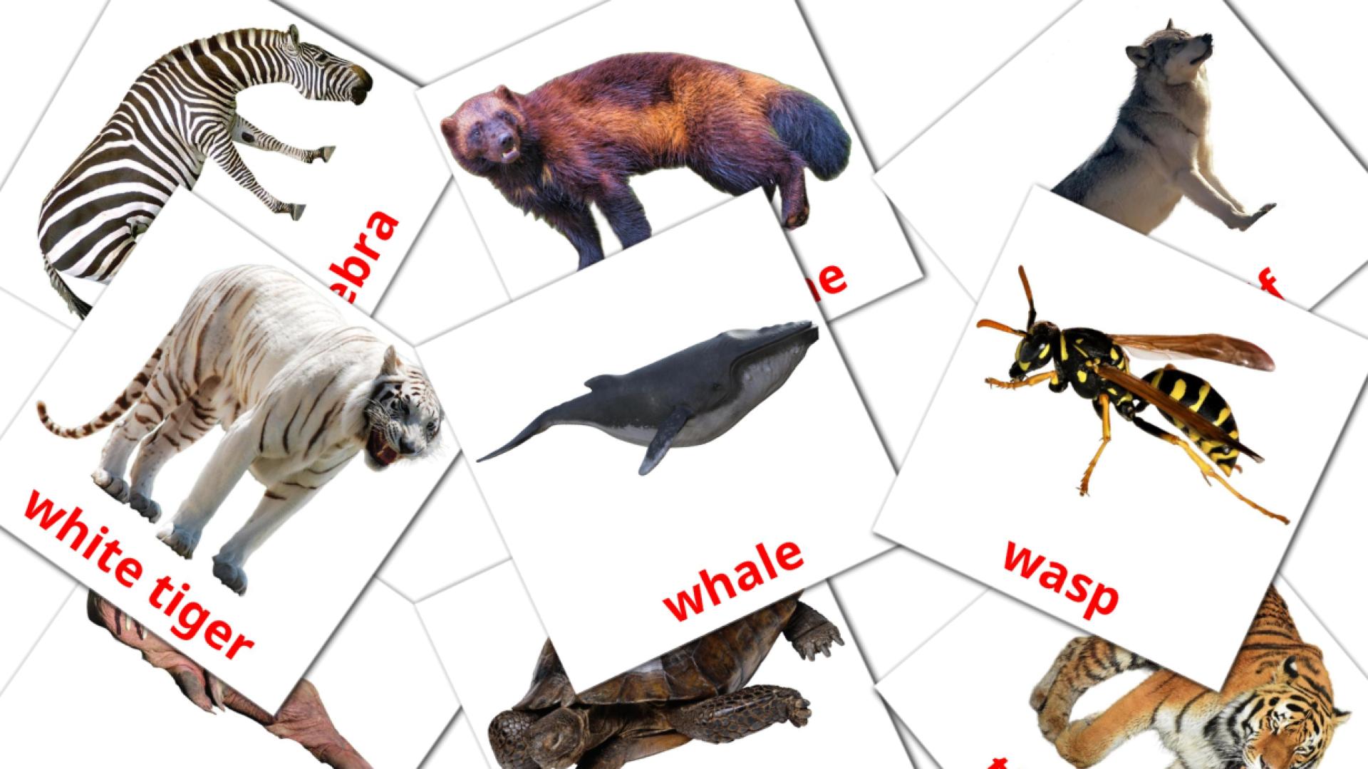 Animals yiddish vocabulary flashcards