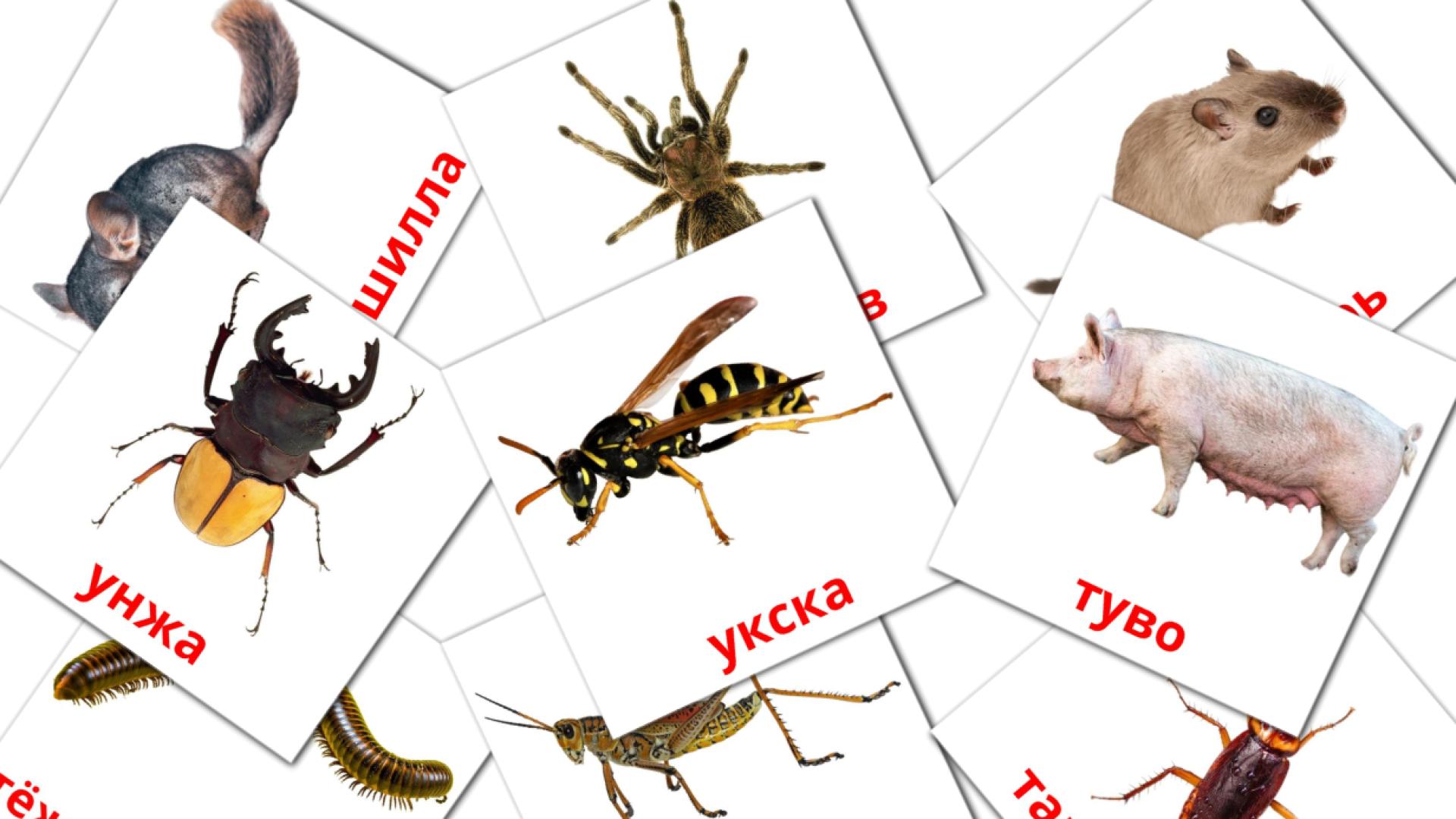 Ракшат erzya vocabulary flashcards