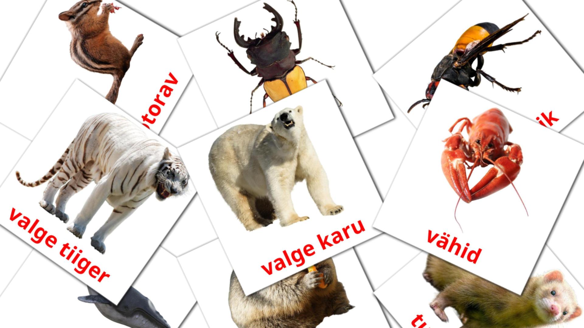 estonio tarjetas de vocabulario en LOOMAD