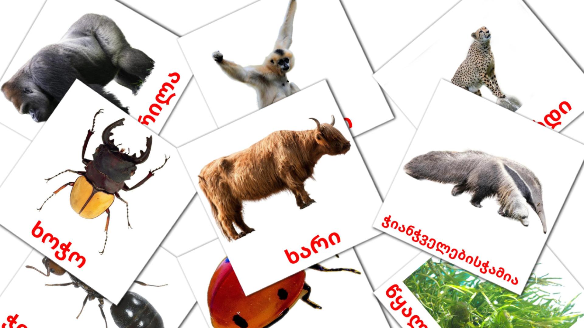 Карточки Домана ცხოველები на грузинском языке