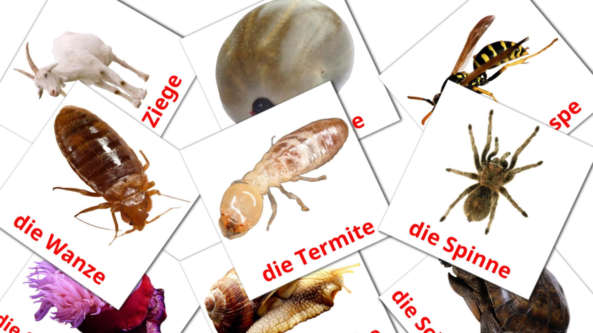 Fiches de vocabulaire allemandes sur Tiere