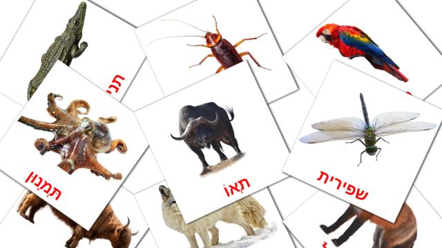 1300-free-hebrew-flashcards-pdf-picture-vocabulary